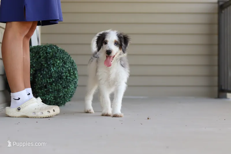 Huck – Miniature Bernedoodle puppy for sale in Sugarcreek, OH
