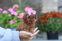 Nala, a female Poodle - Miniature  for sale in Sugarcreek, OH – 2 of 10