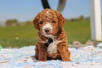 Cade, a male Goldendoodle for sale in Sugarcreek, OH – 1 of 6