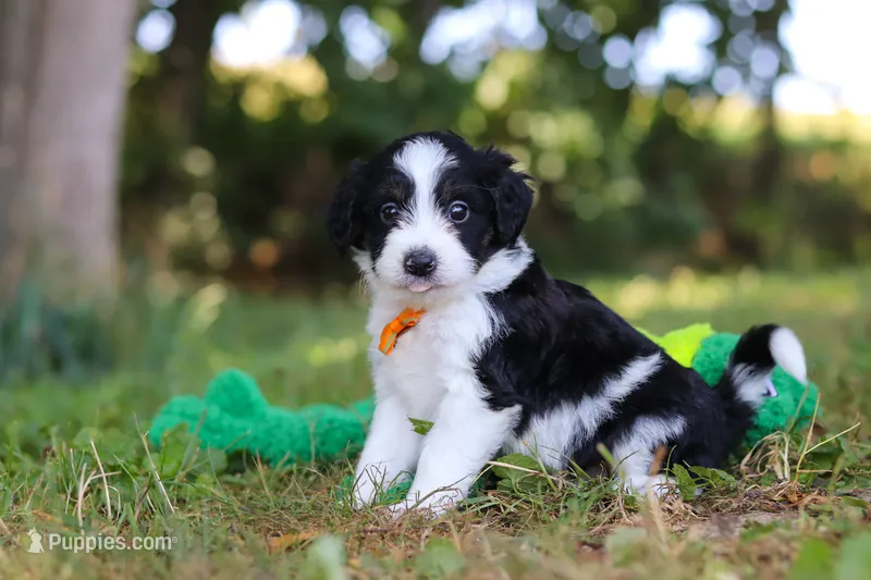 Ice – Miniature Bernedoodle puppy for sale in Sugarcreek, OH