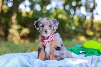 Ichiro, a male Miniature Bernedoodle for sale in Sugarcreek, OH – 5 of 6