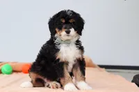 Brody, a male Miniature Bernedoodle for sale in Sugarcreek, OH – 3 of 6