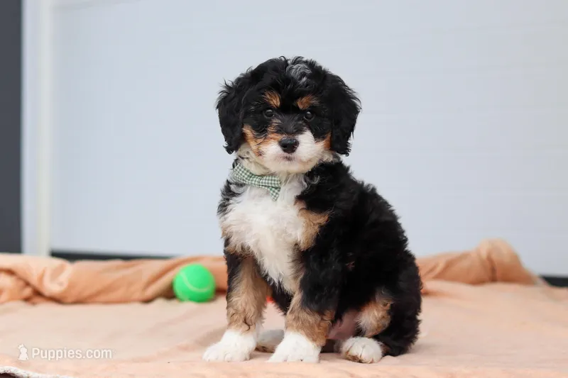 Brody – Miniature Bernedoodle puppy for sale in Sugarcreek, OH