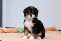 Brody, a male Miniature Bernedoodle for sale in Sugarcreek, OH – 1 of 6