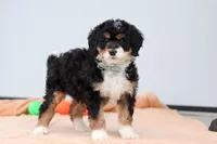 Brody, a male Miniature Bernedoodle for sale in Sugarcreek, OH – 5 of 6