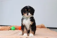 Brody, a male Miniature Bernedoodle for sale in Sugarcreek, OH – 2 of 6