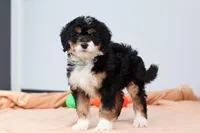 Brody, a male Miniature Bernedoodle for sale in Sugarcreek, OH – 4 of 6