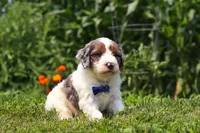 Gordon, a male Miniature Bernedoodle for sale in Sugarcreek, OH – 4 of 5