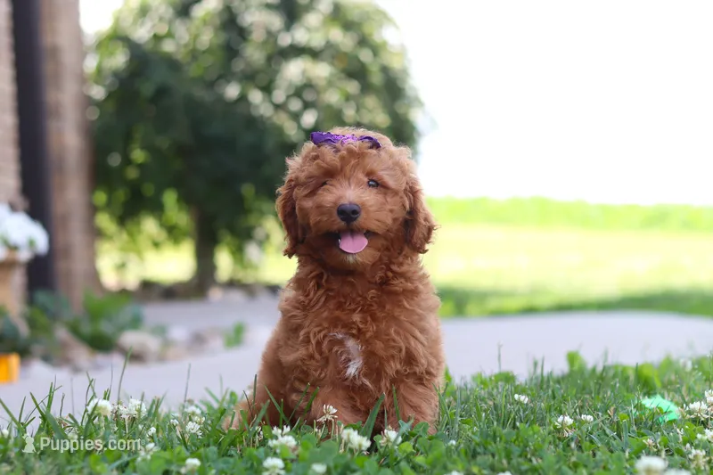 Felecia – Cavapoo puppy for sale in Sugarcreek, OH