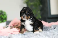 Dolly, a female Miniature Bernedoodle for sale in Sugarcreek, OH – 3 of 10