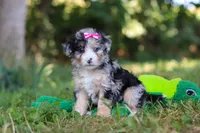 Isabella, a female Miniature Bernedoodle for sale in Sugarcreek, OH – 4 of 7