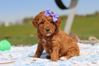 Callie, a female Goldendoodle for sale in Sugarcreek, OH – 3 of 6