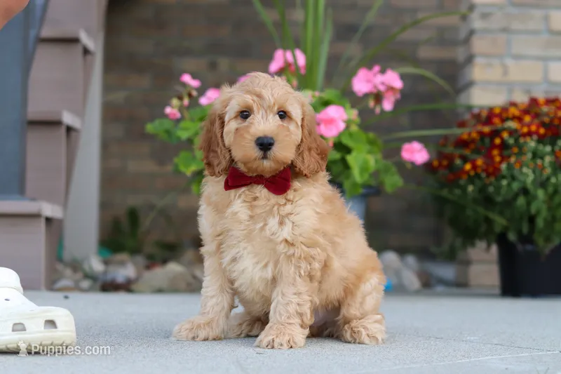 Jasper – Miniature Labradoodle puppy for sale in Sugarcreek, OH