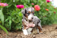 Honey, a female Miniature Bernedoodle for sale in Sugarcreek, OH – 5 of 7