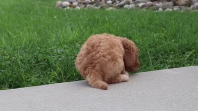 Kira, a female Miniature Labradoodle for sale in Sugarcreek, OH – 5 of 5