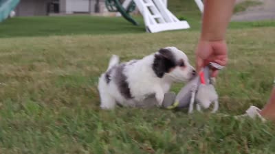 Huck, a male Miniature Bernedoodle for sale in Sugarcreek, OH – 6 of 6