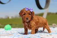 Callie, a female Goldendoodle for sale in Sugarcreek, OH – 4 of 6