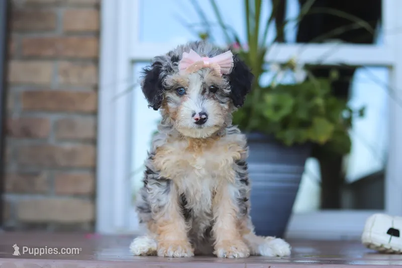 Ivy – Miniature Bernedoodle puppy for sale in Sugarcreek, OH