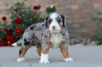 Mack, a male Miniature Bernedoodle for sale in Sugarcreek, OH – 5 of 6