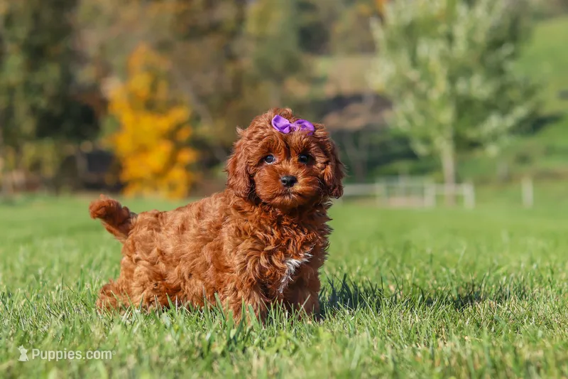 Lulu – Cavapoo puppy for sale in Sugarcreek, OH