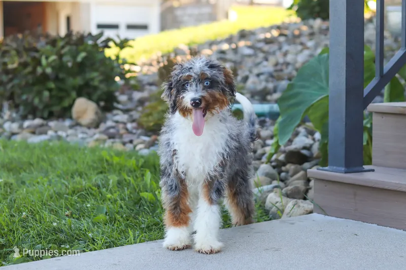 Dylan – Miniature Bernedoodle puppy for sale in Sugarcreek, OH