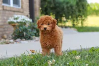 Fletcher, a male Cavapoo for sale in Sugarcreek, OH – 2 of 6