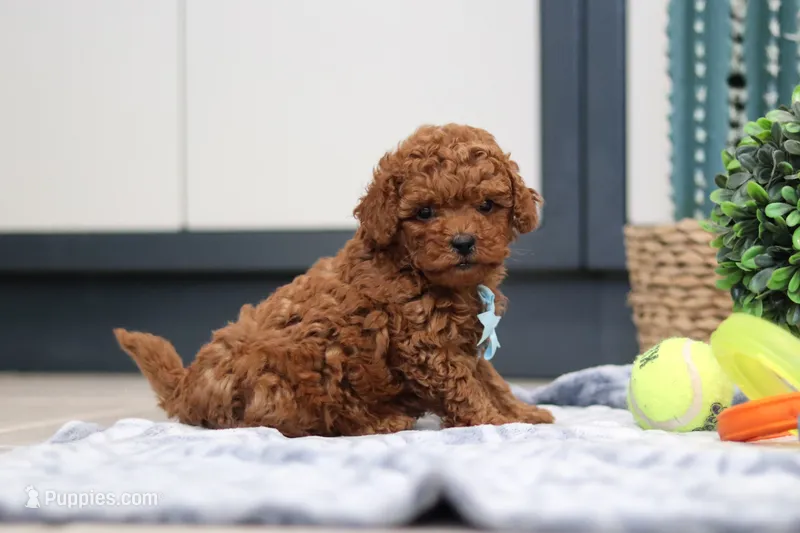 Newton – Poodle - Miniature  puppy for sale in Sugarcreek, OH
