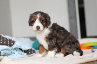 Danica, a female Miniature Bernedoodle for sale in Sugarcreek, OH – 2 of 8