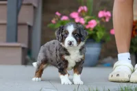 Macy, a female Miniature Bernedoodle for sale in Sugarcreek, OH – 6 of 6