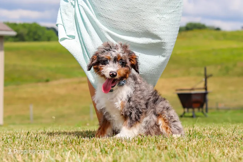 Dylan – Miniature Bernedoodle puppy for sale in Sugarcreek, OH