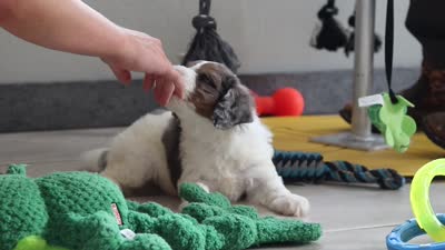 Gordon, a male Miniature Bernedoodle for sale in Sugarcreek, OH – 5 of 5