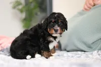Dolly, a female Miniature Bernedoodle for sale in Sugarcreek, OH – 2 of 10
