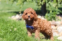 Carter, a male Goldendoodle for sale in Sugarcreek, OH – 2 of 5