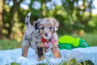 Ichiro, a male Miniature Bernedoodle for sale in Sugarcreek, OH – 4 of 6