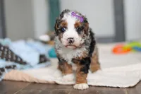 Daisy, a female Miniature Bernedoodle for sale in Sugarcreek, OH – 5 of 10