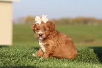 Olivia, a female Cavapoo for sale in Sugarcreek, OH – 4 of 7