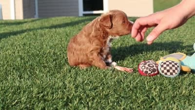Olivia, a female Cavapoo for sale in Sugarcreek, OH – 7 of 7
