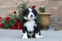 Milo, a male Miniature Bernedoodle for sale in Sugarcreek, OH – 4 of 5
