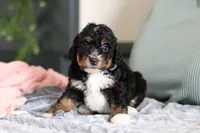 Dolly, a female Miniature Bernedoodle for sale in Sugarcreek, OH – 7 of 10