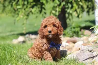 Carter, a male Goldendoodle for sale in Sugarcreek, OH – 4 of 5