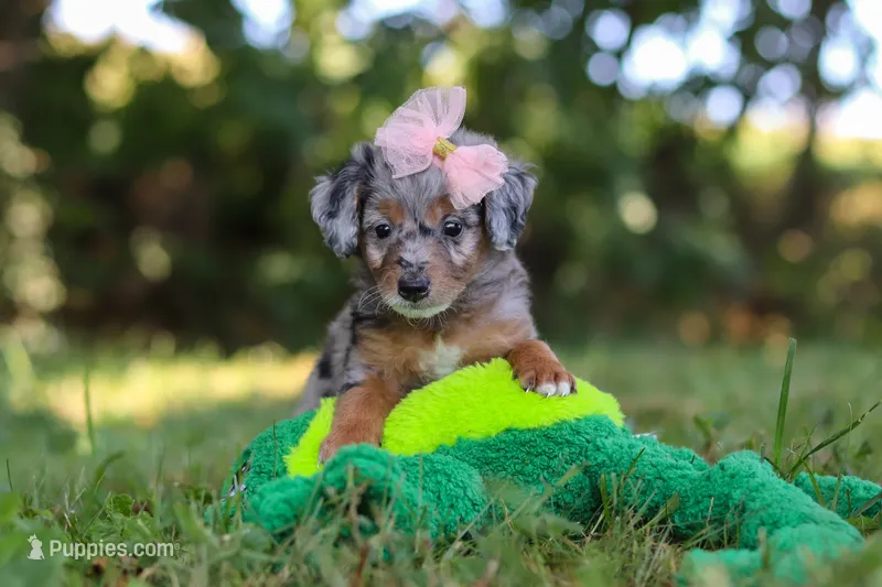 Inez – Miniature Bernedoodle puppy for sale in Sugarcreek, OH