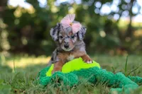 Inez, a female Miniature Bernedoodle for sale in Sugarcreek, OH – 1 of 6