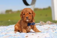 Carter, a male Goldendoodle for sale in Sugarcreek, OH – 3 of 6