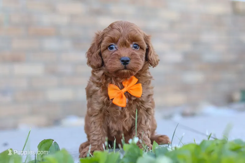 Jaiden – Cavapoo puppy for sale in Sugarcreek, OH