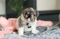 Dannie, a male Miniature Bernedoodle for sale in Sugarcreek, OH – 5 of 7