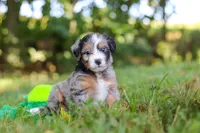 Ira, a male Miniature Bernedoodle for sale in Sugarcreek, OH – 6 of 8