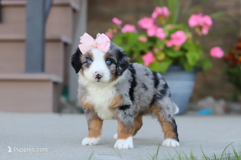 Maddie – Miniature Bernedoodle puppy for sale in Sugarcreek, OH