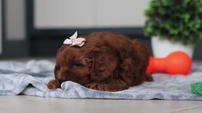 Lulu, a female Cavapoo for sale in Sugarcreek, OH – 8 of 8