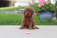 Kira, a female Miniature Labradoodle for sale in Sugarcreek, OH – 1 of 5