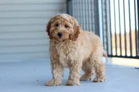 Jasper, a male Miniature Labradoodle for sale in Sugarcreek, OH – 3 of 5